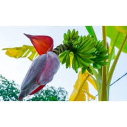 Biona Økologisk Banana Blossom