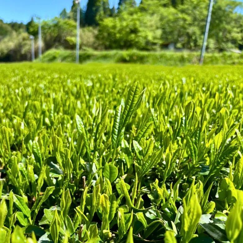Hamasa Uji Shiage Tencha - Hele Matcha Blade 50g