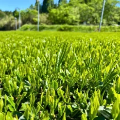 Matcha Te Hamasa Culinary Grade 40g