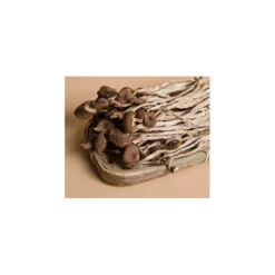 STOP MADSPILD (BEDST FØR: 30/05/26) - Agrocybe Cylindracea Yanagi Matsutake Svampe 80g