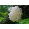 White Fungus Shiro Kikurage Svampe 100g