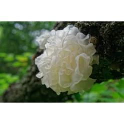 White Fungus Shiro Kikurage Svampe 100g